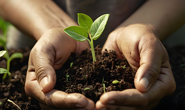 Hands gently cradling a small green plant in rich soil, symbolizing growth and nurturing.